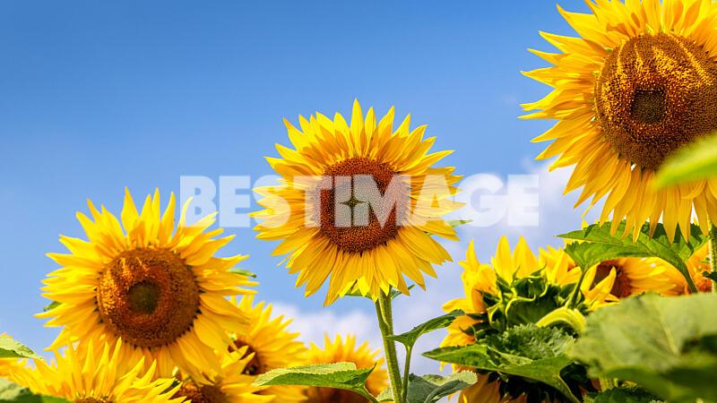 Des champs de tournesols à North Farm au Royaume-Uni