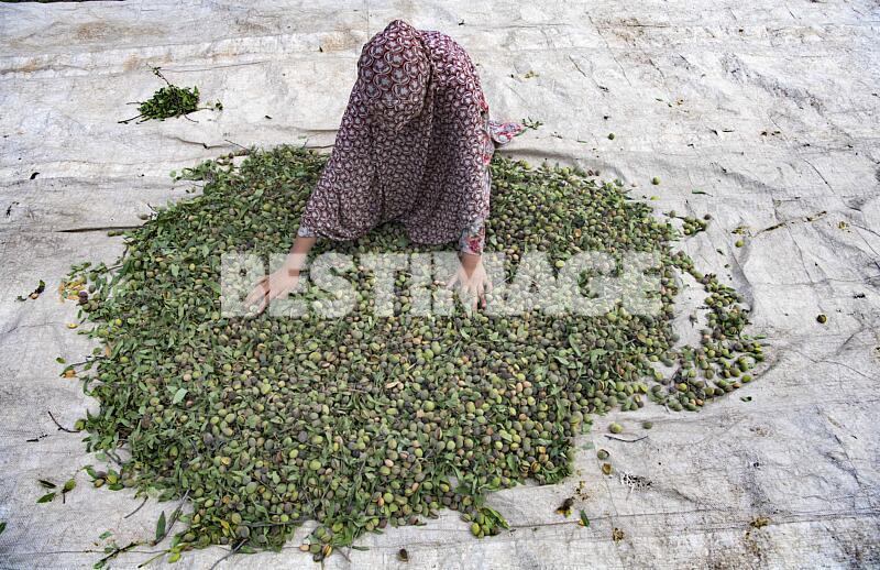 Récolte d'amandes à Kashmir en Inde pendant la période de sécheresse