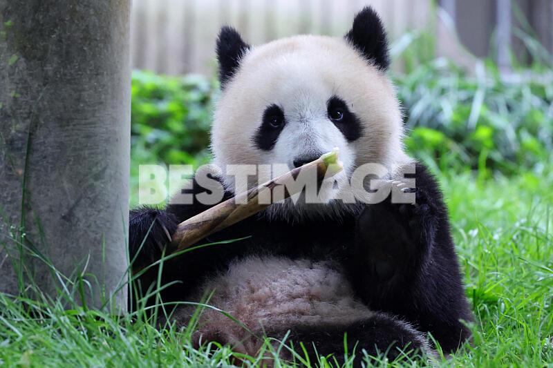 Pandas géants au China Giant Panda Garden, en Chine