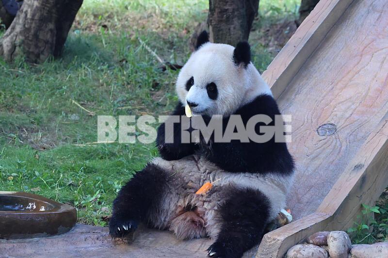 Illustrations des pandas géants au zoo de Chongqing en Chine