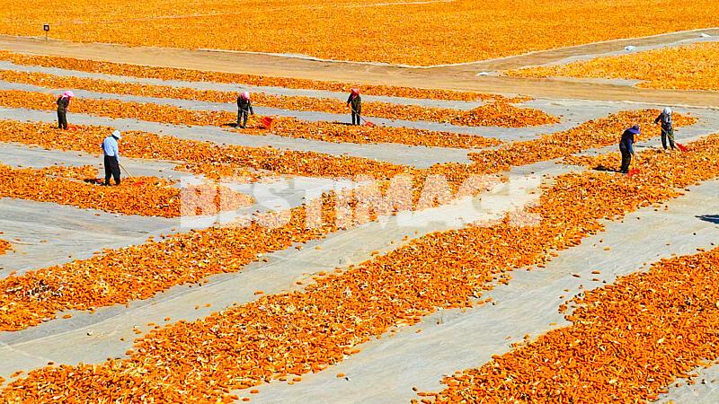 Les agriculteurs sèchent le maïs de semence sur un champ de séchage dans le comté de Linze en Chine